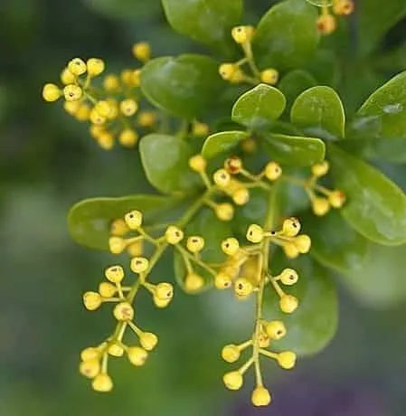 Аглая душистая абсолют Эфирное масло