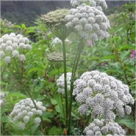 Ажгон эфирное масло Oshadhi