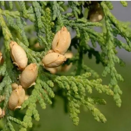 Туя (Thuja occidentalis) из Ошадхи
