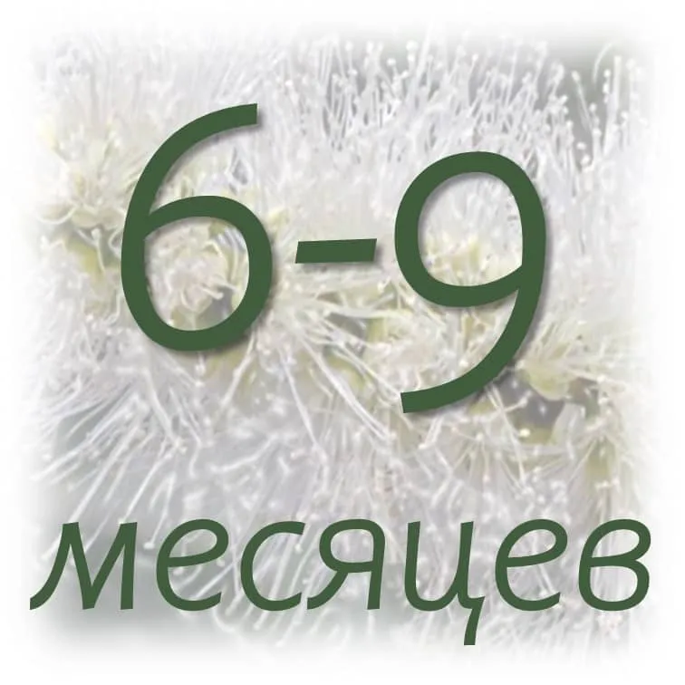 Срок хранения эфирных масел 2 srok-hranenija-jefirnogo-masla-chajnogo-dereva