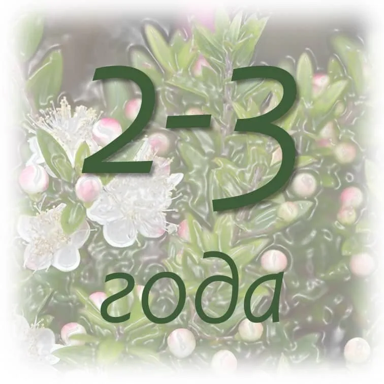 Срок хранения эфирных масел 10 срок хранения эфирного масла эвкалипта