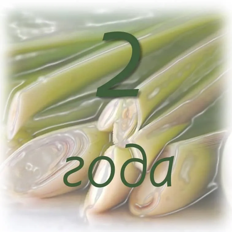 Срок хранения эфирных масел 8 srok-hranenija-jefirnogo-masla-melissy