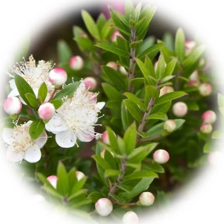 Срок хранения эфирных масел 9 срок хранения эфирного масла мирта