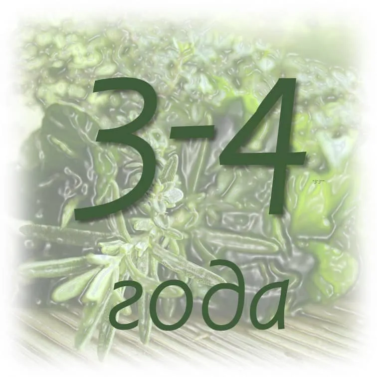 Срок хранения эфирных масел 12 срок хранения эфирнрго масла мяты