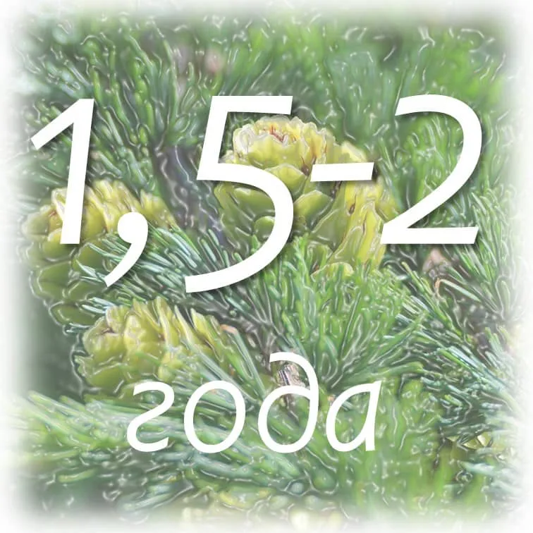 Срок хранения эфирных масел 6 srok-hranenija-jefirnogo-masla-pihty