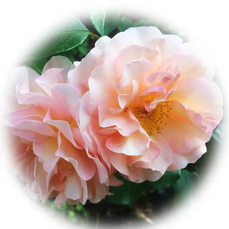 Срок хранения эфирных масел 15 Срок хранения эфирного масла розы