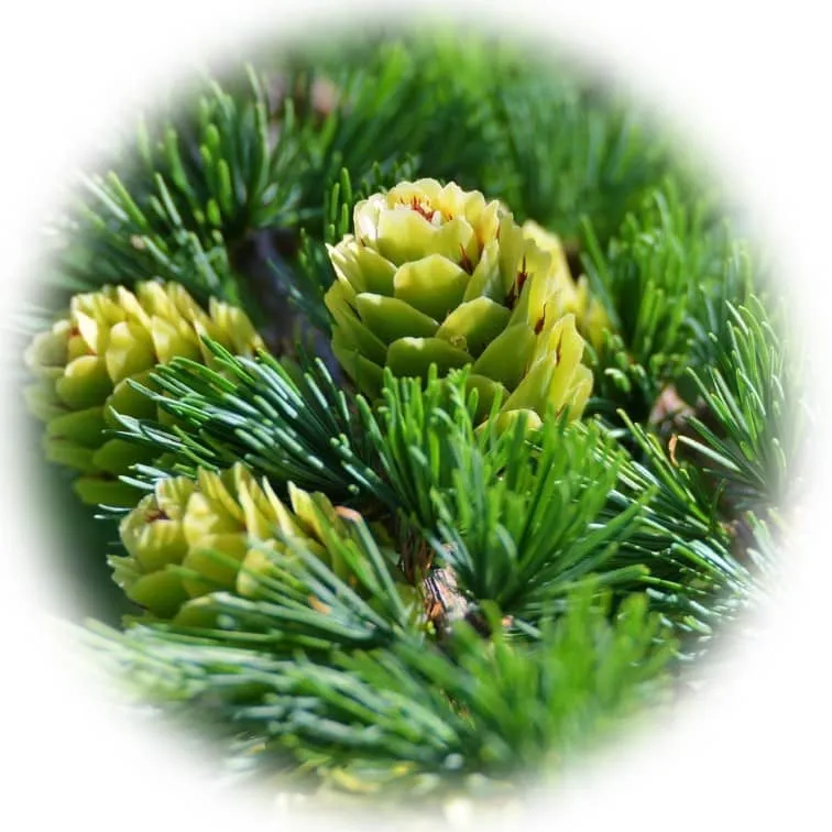 Срок хранения эфирных масел 5 srok-hranenija-jefirnogo-masla-sosny