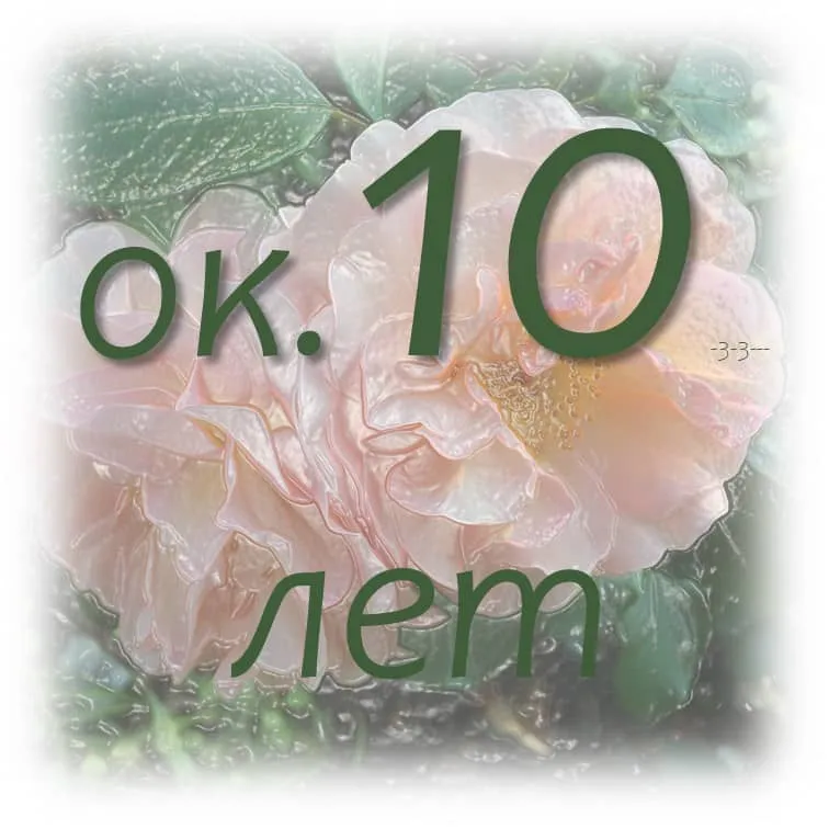 Срок хранения эфирных масел 16 срок хранения эфирного масла жасмина